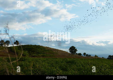 Wrinkled lipped bats, dusk, Thailand, twilight Stock Photo