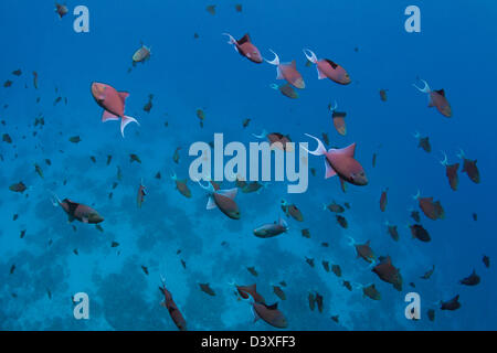 Shoal of Redtooth Triggerfish, Odonus niger, St. Johns Reef, Red Sea, Egypt Stock Photo