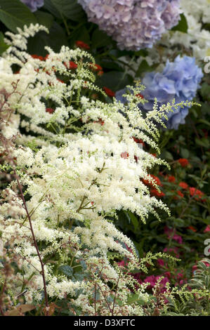 Astilbe x arendsii 'Bridal Veil' Stock Photo