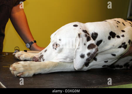 Dalmatian / Dalmatiner / Dalmatien  dog under anesthesia in veterinarian clinic Stock Photo