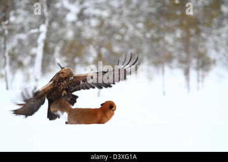 Golden Eagle (Aquila chrysaetos) attacking Red Fox (Vulpes vulpes). Photographed in Västerbotten, Sweden.
