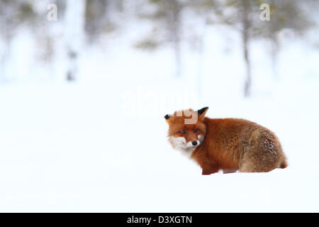 Red Fox (Vulpes vulpes). Photographed in Västerbotten, Sweden Stock Photo