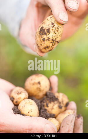 Closeup of man with organic grown earthy potatoes in his hand Stock Photo