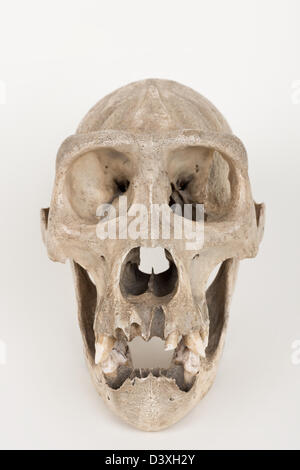 Old mature gorilla skull showing possible damage from poaching with damaged inner left orbit and roof of maxilla from spear Stock Photo