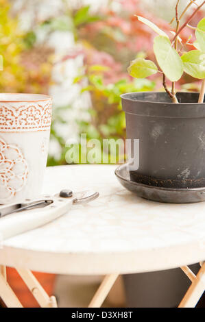 Flower scissors and potted plants lying on table in greenhouse Stock Photo