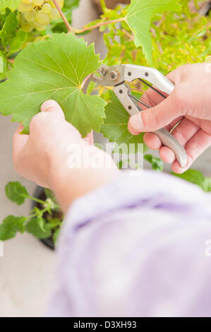 Gardener trim green plant working with secateurs Stock Photo