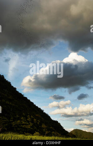 Wrinkled lipped bats, dusk, Thailand, twilight Stock Photo