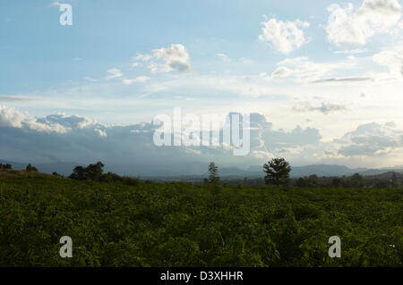 Wrinkled lipped bats, dusk, Thailand, twilight Stock Photo