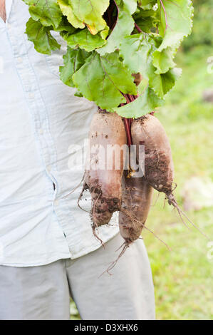 Man standing in garden holding a bunch of organic homegrown beetroots Stock Photo