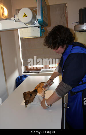 A Jack Russel Terrier dog receiving an x-ray by a veterinarian Stock Photo