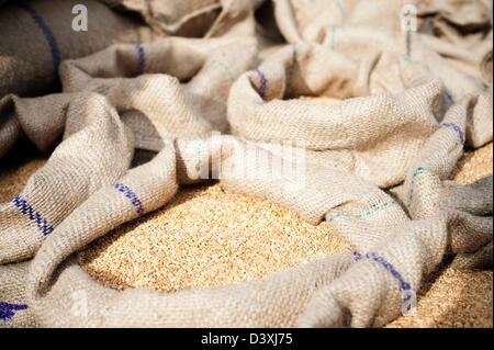 Stacks of wheat sacks in a warehouse, Anaj Mandi, Sohna, Gurgaon, Haryana, India Stock Photo