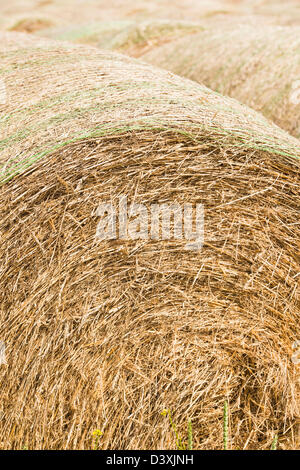 Summer scene with hay bales used for animal fodder Stock Photo