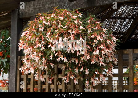 Begonia Million Kisses 'Elegance' Date: 03.11.2008 Ref: ZB907 123496 0033 COMPULSORY CREDIT: Photos Horticultural/Photoshot Stock Photo