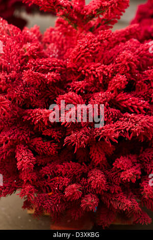 Flocked Christmas Tree with multi colors. Stock Photo