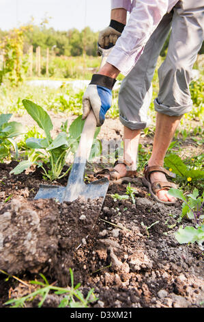 Man digging in the soil with spade, growing Kohlrabi (German turnip) Stock Photo