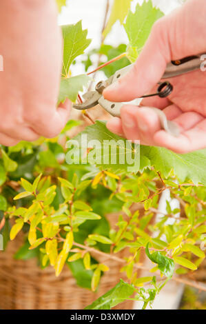 Gardener trim green plant working with secateurs Stock Photo