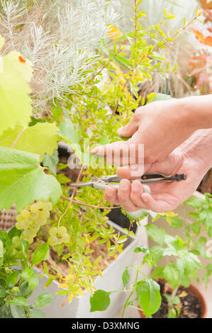 Gardener trim green plant working with pruning shears Stock Photo