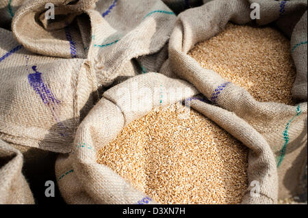 Close-up of sacks of wheat, Anaj Mandi, Sohna, Gurgaon, Haryana, India Stock Photo