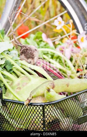 Green lifestyle moment with harvested vegetables in bicycle basket Stock Photo