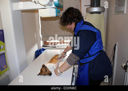 A Jack Russel Terrier dog receiving an x-ray by a veterinarian Stock Photo