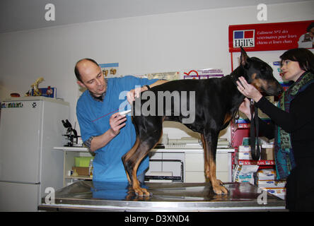 Veterinary taking temperature to a dog Dobermann / Doberman Pinscher (natural ears) Stock Photo