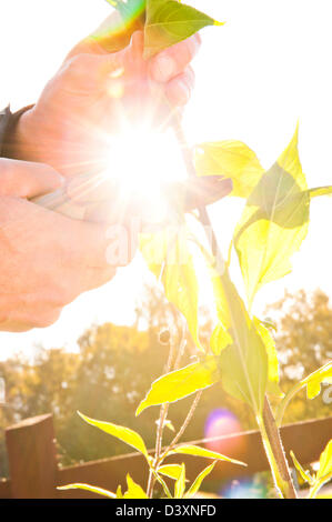 Sunshine and man trimming plants in garden with scissors Stock Photo