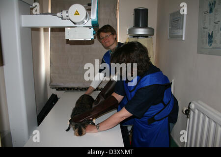 A Dachshund wirehaired dog receiving an x-ray by a veterinarian Stock Photo