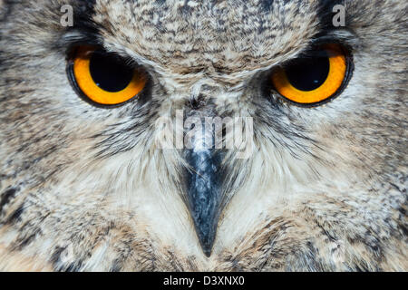 European Eagle Owl, Bubo bubo, Bavaria, Germany Stock Photo
