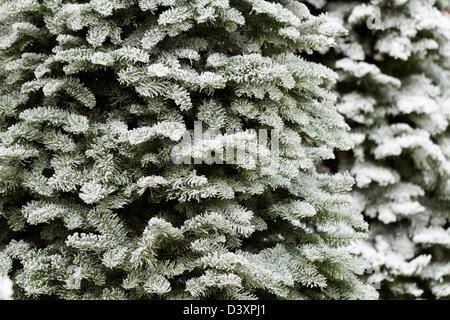 Flocked Christmas Tree with multi colors. Stock Photo