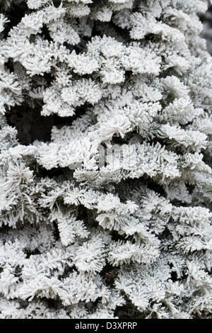 Flocked Christmas Tree with multi colors. Stock Photo