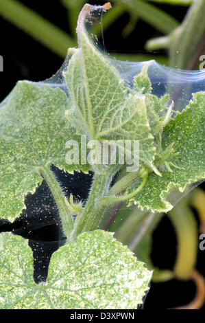 Red Spider Mite or Greenhouse Red Spider Mite A 'Galaxy' of mite's on a Cucumber plant. (Tetranychus urticae}. Stock Photo