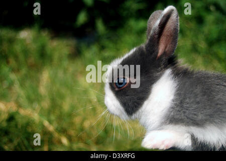 Cute Little Easter bunny on green grass Stock Photo