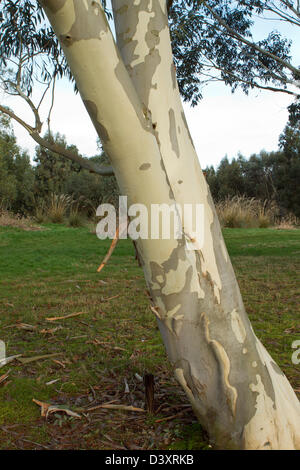 silver birch tree peeling in the winter Stock Photo