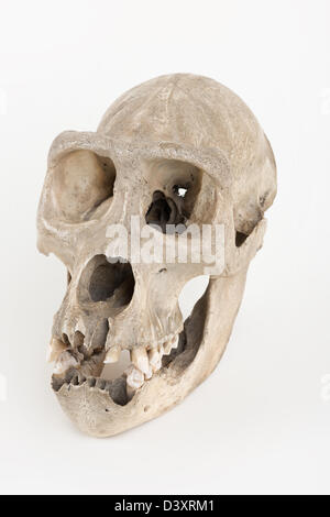 Old mature gorilla skull showing possible damage from poaching with damaged inner left orbit and roof of maxilla from spear Stock Photo