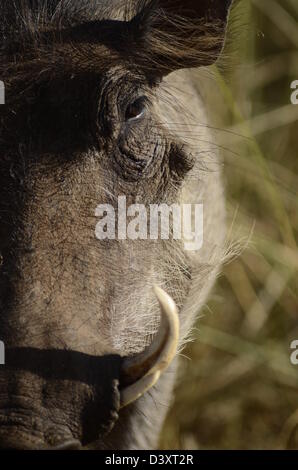 Water hog hi-res stock photography and images - Alamy