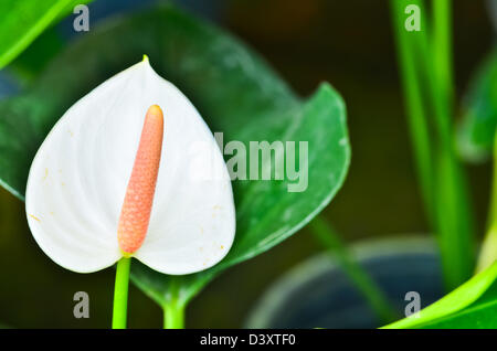 White Anthurium andreanum in bloom. Tropical house plant in green leafy  background Stock Photo - Alamy