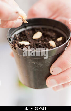 Closeup of gardeners hand putting pumpkin seeds in pot filled with soil Stock Photo
