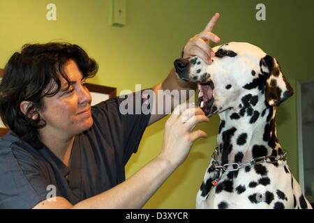 Dog Dalmatian /  veterinarian examines in mouth Stock Photo