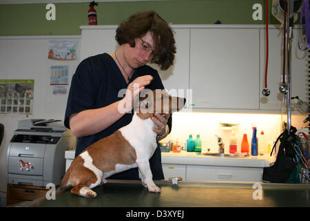 Dog Jack Russell Terrier / veterinarian examines the ears Stock Photo