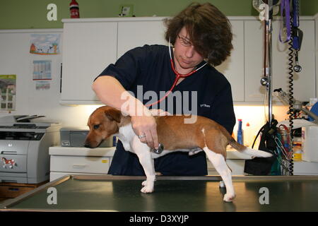 Dog Jack Russell Terrier / veterinary examination with a stethoscope Stock Photo