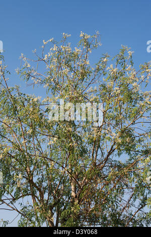 Moringa oleifera, Drumstick Tree flowering against a blue sky. India Stock Photo