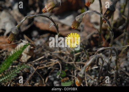 Coltsfoot.