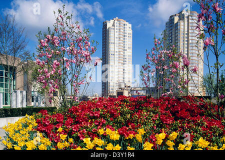 Burnaby, BC, British Columbia, Canada - Spring Flowers, Magnolia Blossoms, High Rise Buildings at Bob Prittie Library, Metrotown Stock Photo