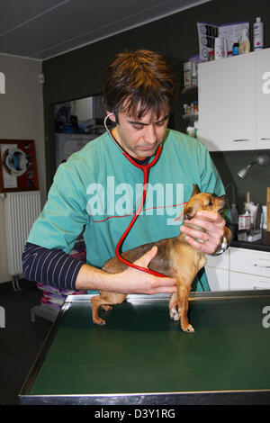 Dog Chihuahua /  veterinarian examines with stethoscope Stock Photo