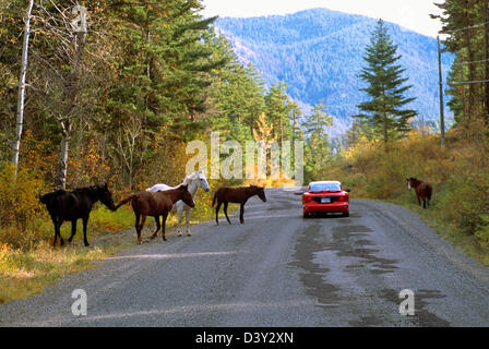 A Herd of Free Roaming Wild Horses walking and grazing along a Country Road, North America Stock Photo