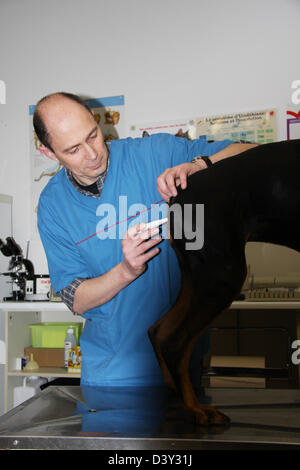 Veterinary taking temperature to a dog Dobermann / Doberman Pinscher (natural ears) Stock Photo