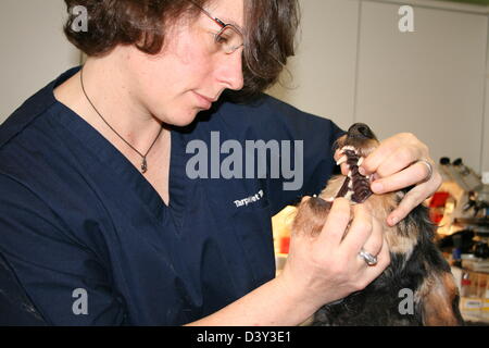 Dog Dachshund /  veterinarian examines in mouth Stock Photo