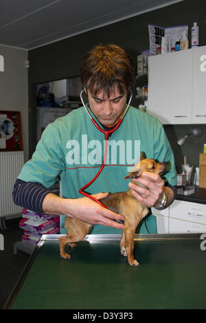 Dog Chihuahua /  veterinarian examines with stethoscope Stock Photo