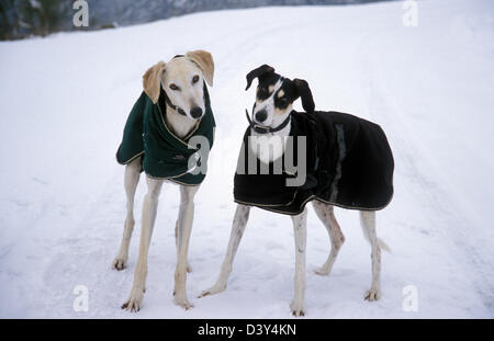 two rescue greyhound-lurcher cross dogs in winter coats out in snow Stock Photo