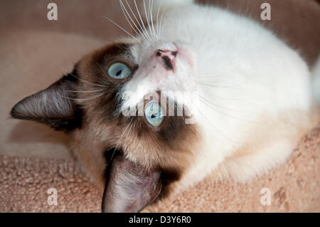 Six-month-old Siamese kitten Stock Photo